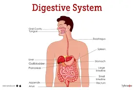 3 Diseases that affect the Stomach / Stomach Virus