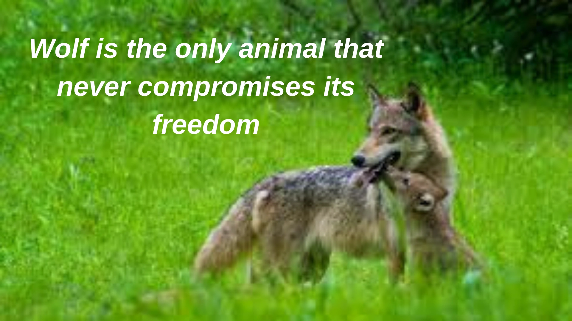 Wolf is the only animal that never compromises its freedom